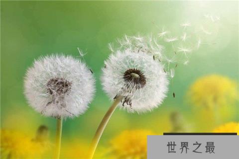 世界上最顽强的花