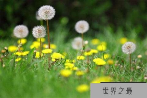 蒲公英可以吃吗