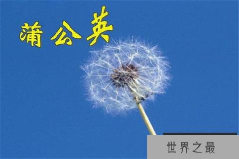 蒲公英有什么功效