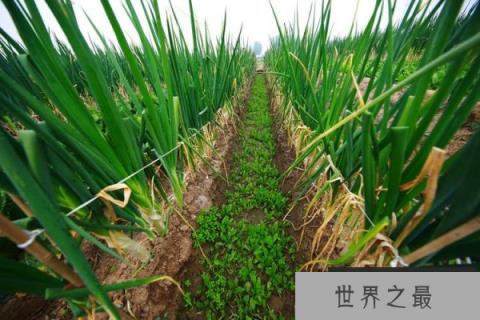 世界上最高的大葱