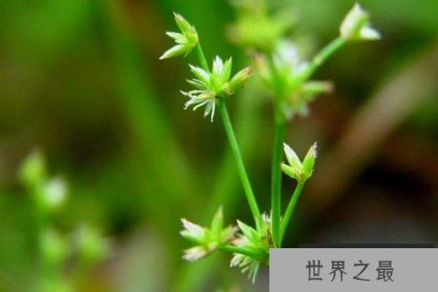 世界上对孕妇婴儿最好的植物