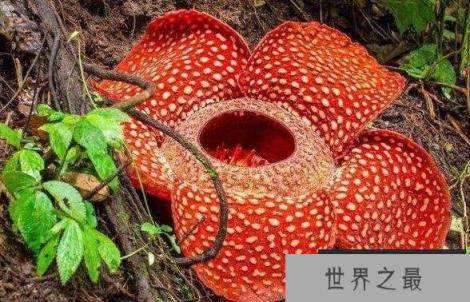 大王花也叫食人花