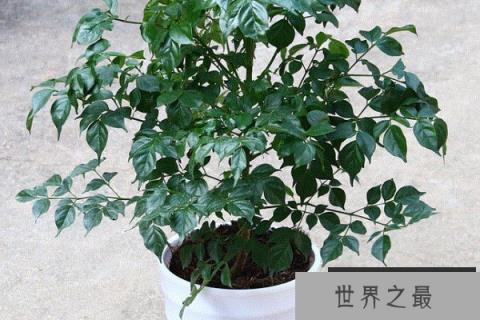 世界上最能带来好运的树：幸福树开花就意味着好运降临