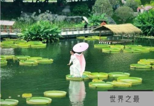 世界上最大的莲花：王莲叶片直径可达3米以上