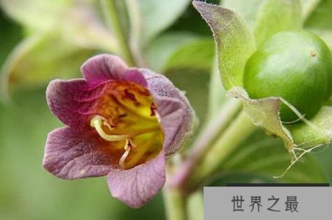 世界十大最危险的花