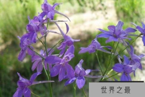 世界十大最危险的花