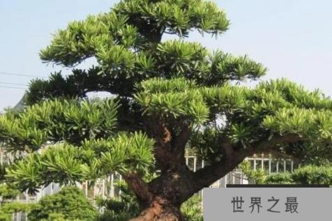 庭院十大吉祥树排名：银杏第二，罗汉松第一