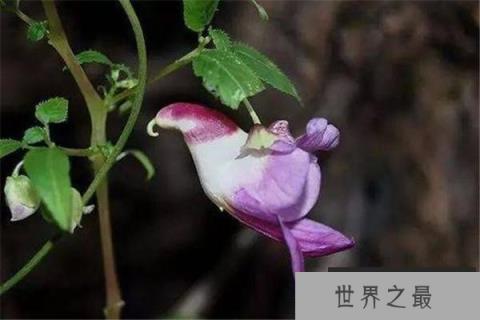 世界上最稀有的十种花：见过三种算你厉害！