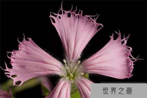 世界上最稀有的十种花：见过三种算你厉害！