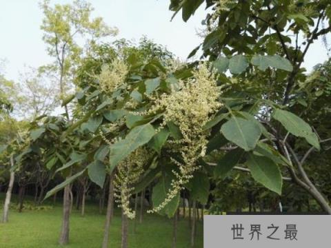 世界上最咸的树木，盐肤木可自己产食盐