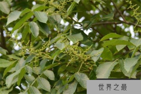 世界上最咸的树木，盐肤木可自己产食盐