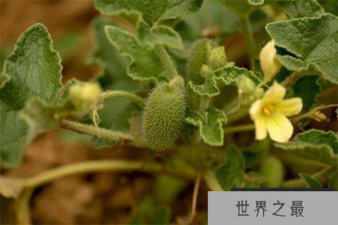 世界上最有力气的果实：喷瓜能将种子喷射很远