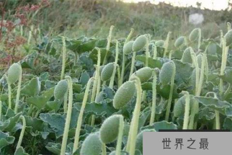 世界上最有力气的果实：喷瓜能将种子喷射很远