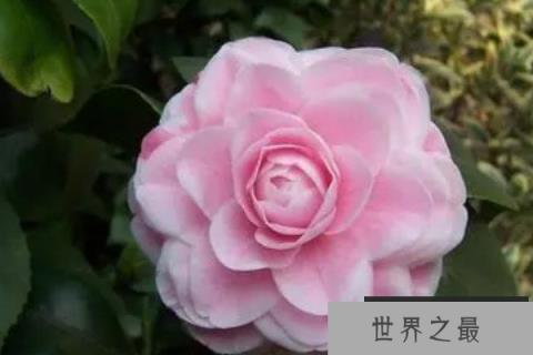 最好看的十大名贵茶花 世界之最www.1357vip.com