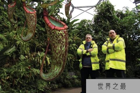 世界上最恐怖的植物，巨型猪笼草能捕食小动物