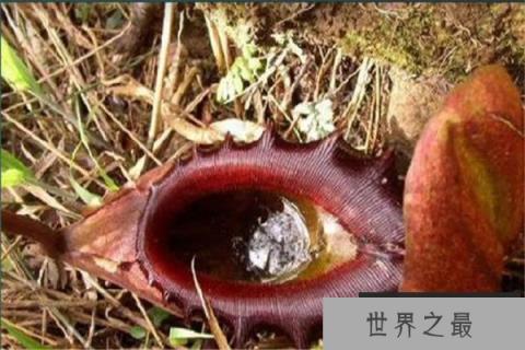 世界上最恐怖的植物，巨型猪笼草能捕食小动物