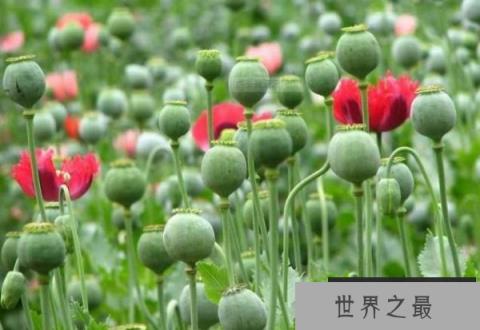 世界上最美最毒的花：罂粟被称为恶之花