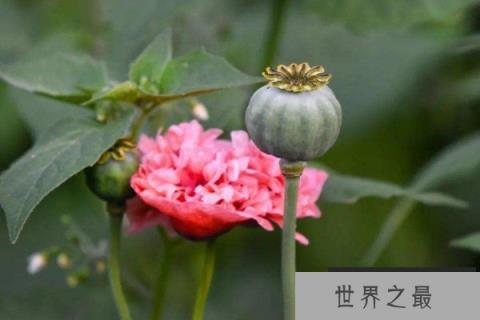 世界上最美最毒的花：罂粟被称为恶之花