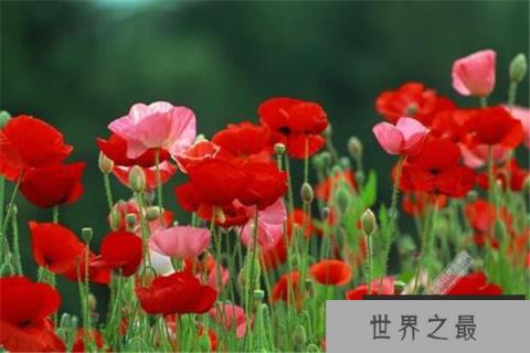 世界上最美最毒的花：罂粟被称为恶之花
