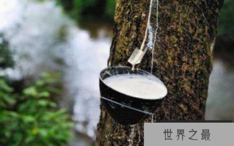 世界上最神奇的牛奶树：割树皮有牛奶流出