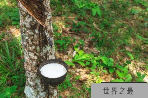 世界上最神奇的牛奶树：割树皮有牛奶流出