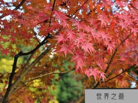世界上最甜的树：槭树含糖量高达85％