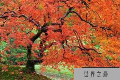 世界上最甜的树：槭树含糖量高达85％