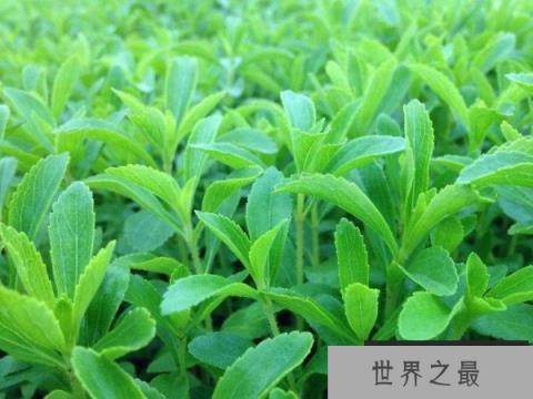 世界上最甜的叶子：甜叶菊比糖还甜