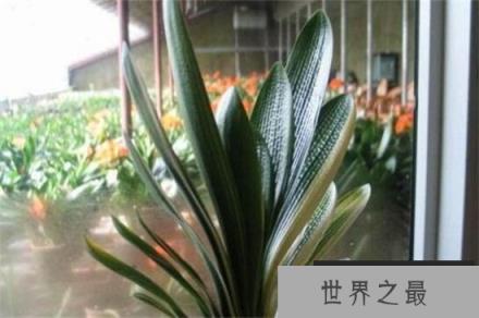 十大名贵君子兰排名：大花君子兰榜上有名