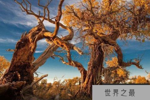 世界上最悲壮的树：胡杨树千年不死不倒不朽