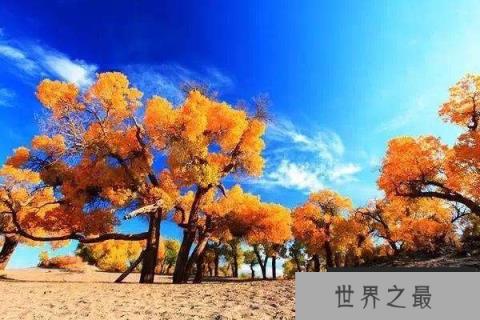 世界上最悲壮的树：胡杨树千年不死不倒不朽