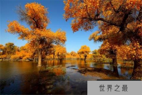 世界上最悲壮的树：胡杨树千年不死不倒不朽