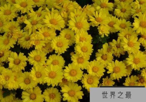 世界上最纯洁的花，菊花代表坚贞不屈的精神