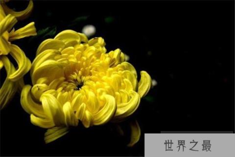 世界上最纯洁的花，菊花代表坚贞不屈的精神