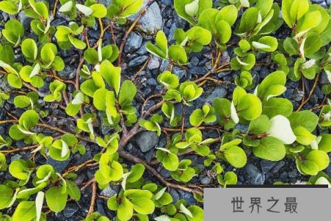 世界上最小的树叫什么树