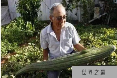 世界上最长的黄瓜：长达1.19米刷新了纪录