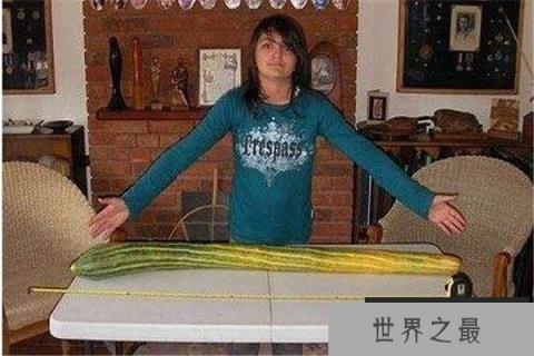 世界上最长的黄瓜：长达1.19米刷新了纪录