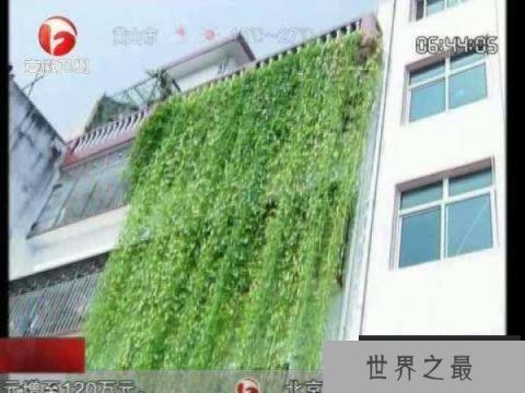 世界上最长的空心菜：长达17米，十分罕见！