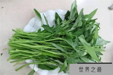 世界上最长的空心菜