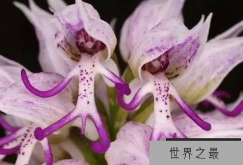 世界上最令人感到害羞的花朵：红门兰“裸男花”