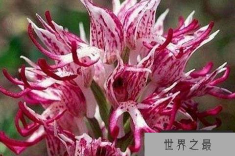 世界上最令人感到害羞的花朵：红门兰“裸男花”