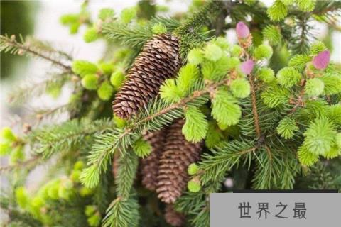 世界上树龄最老的树，欧洲云杉树龄超9500年