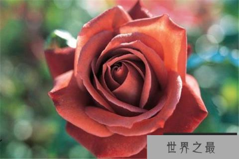 世界上十种最美的玫瑰花