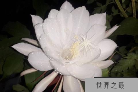 卡杜普花