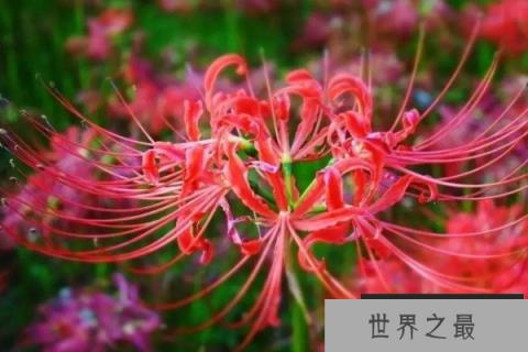 世界上最凄美的花语