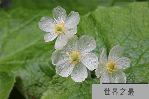 世界上会隐身的植物