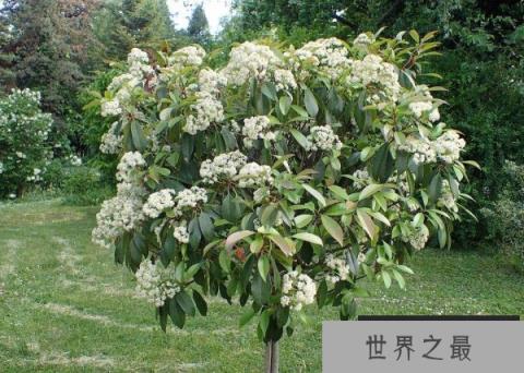 世界上能发出精液味道的花：石楠花味道浓重