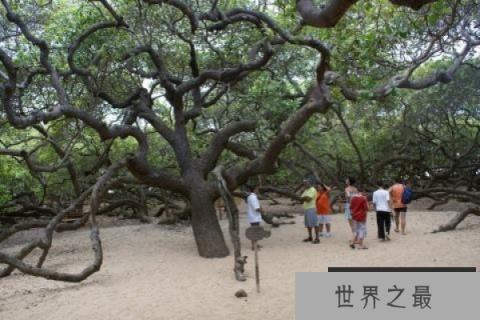 世界上十大神奇的树：胡杨树生命力特顽强