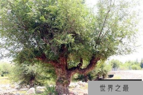 世界上十大神奇的树：胡杨树生命力特顽强
