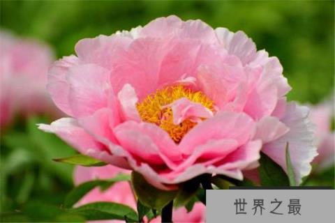 世界上十种最美的花